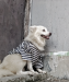 german spitz